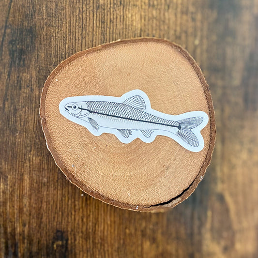 Bluntnose Minnow | Sticker