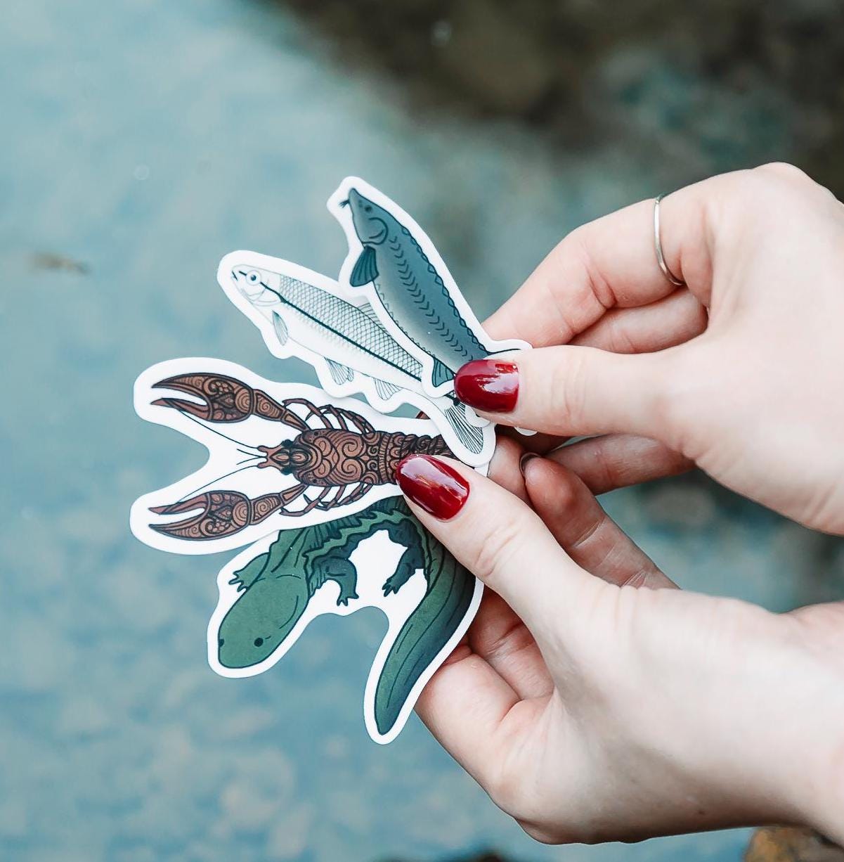 Bluntnose Minnow | Sticker