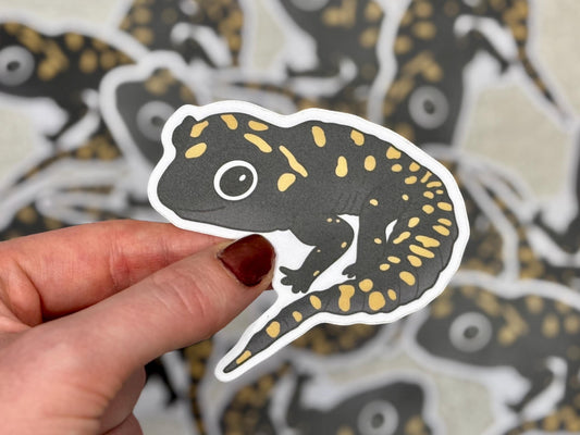 Spotted salamander | Sticker