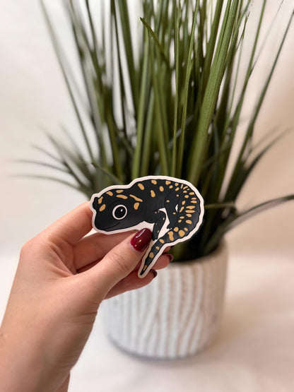 Spotted salamander | Sticker