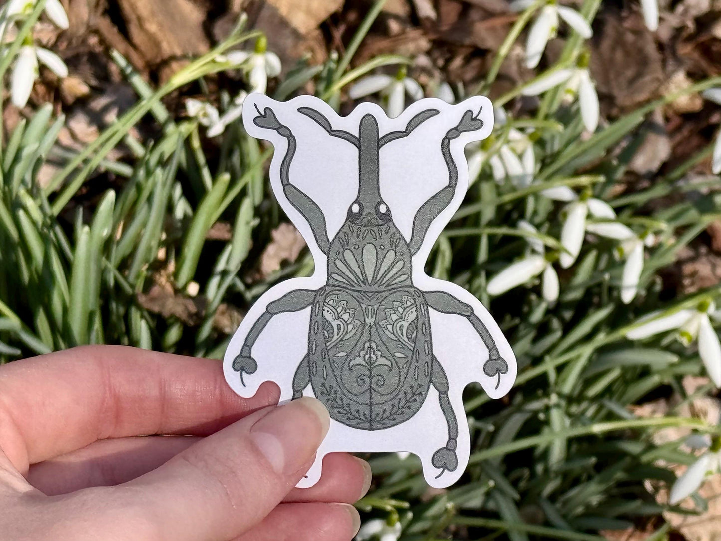 Beetle - weevil | Sticker