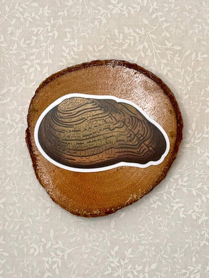 Freshwater mussel | Sticker