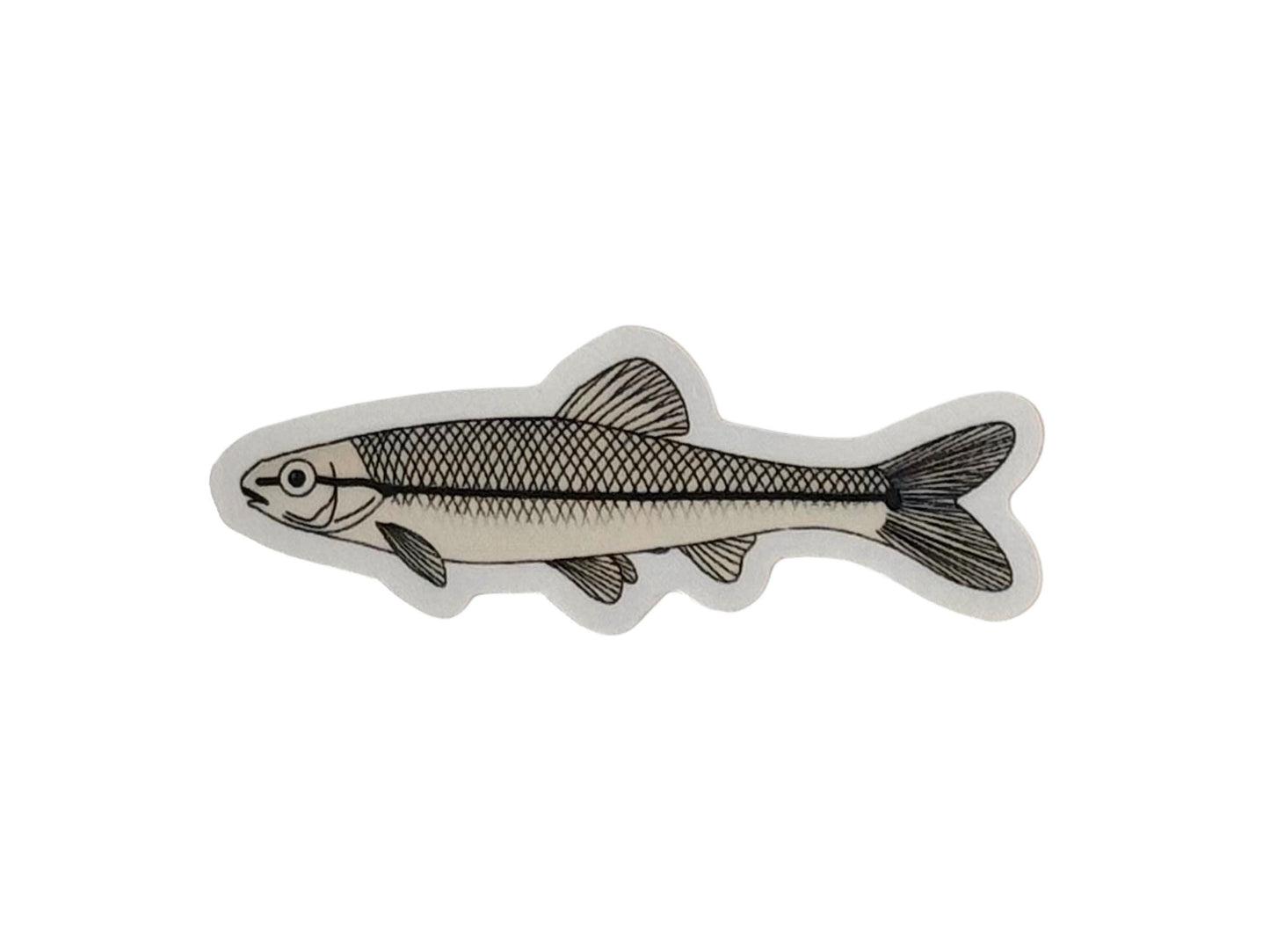 Bluntnose Minnow | Sticker