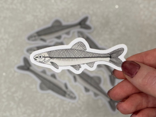 Bluntnose Minnow | Sticker