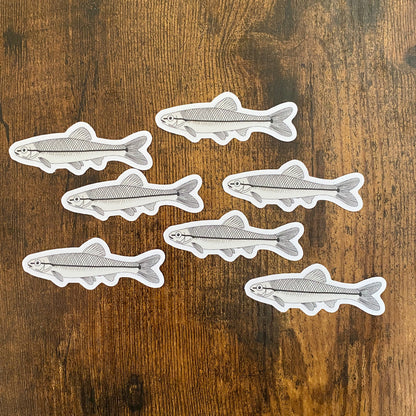 Bluntnose Minnow | Sticker