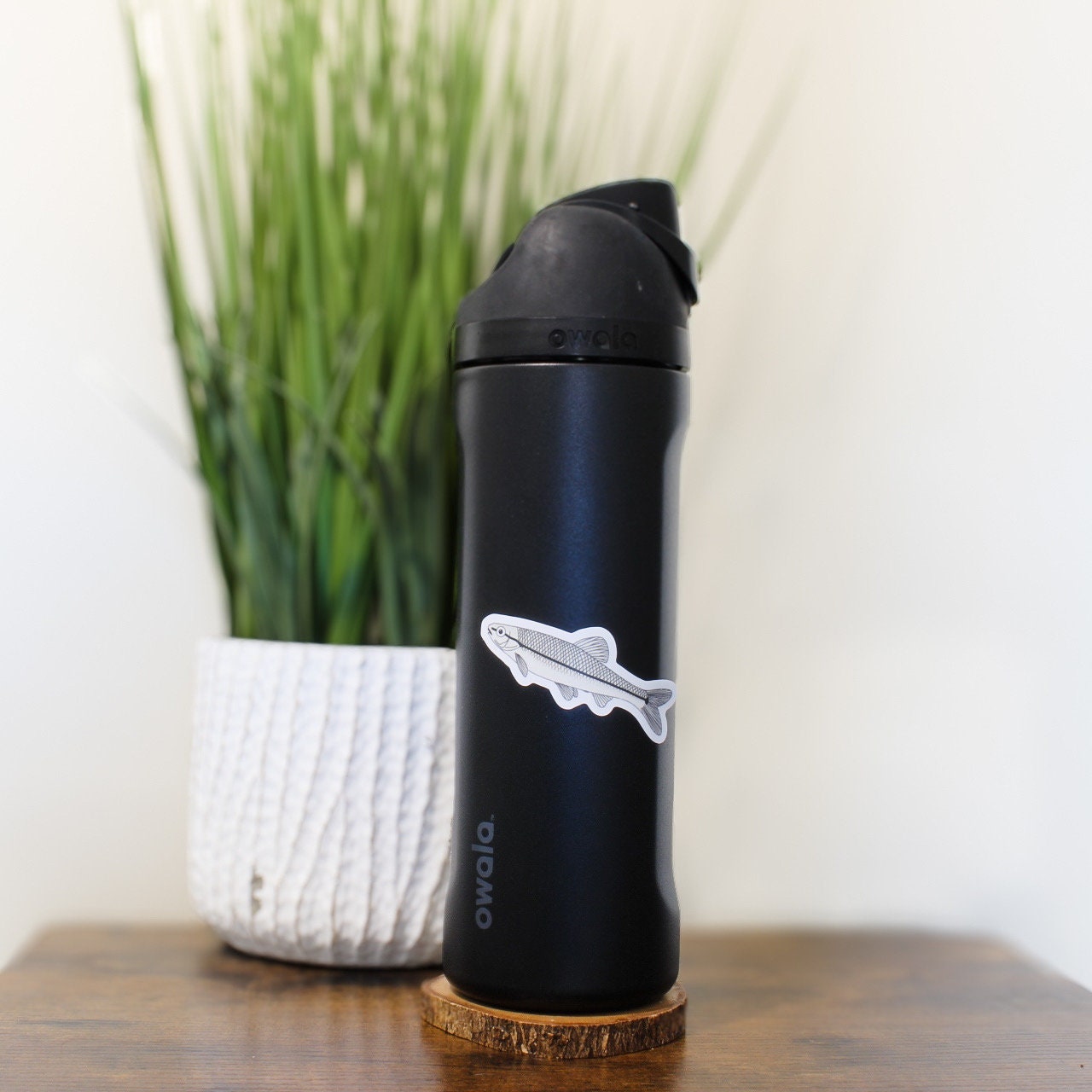 Bluntnose Minnow | Sticker