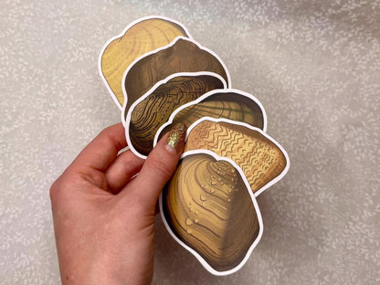 Freshwater mussel | Sticker