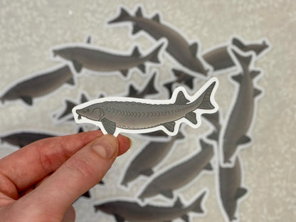 Sturgeon |Sticker